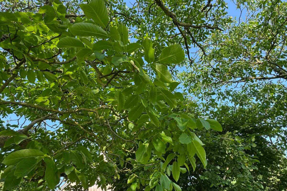 Vue sur le batiment de la Pointe Foliet et de la Pointes aux Oies