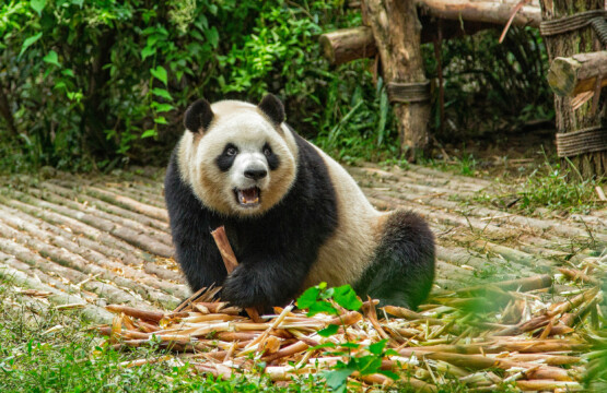 Quatrième plus beau zoo du monde selon Tripadvisor, le succès du Zoo Parc de Beauval ne cesse de croître dans ce classement grâce à son engagement envers la conservation et la préservation de la biodiversité.