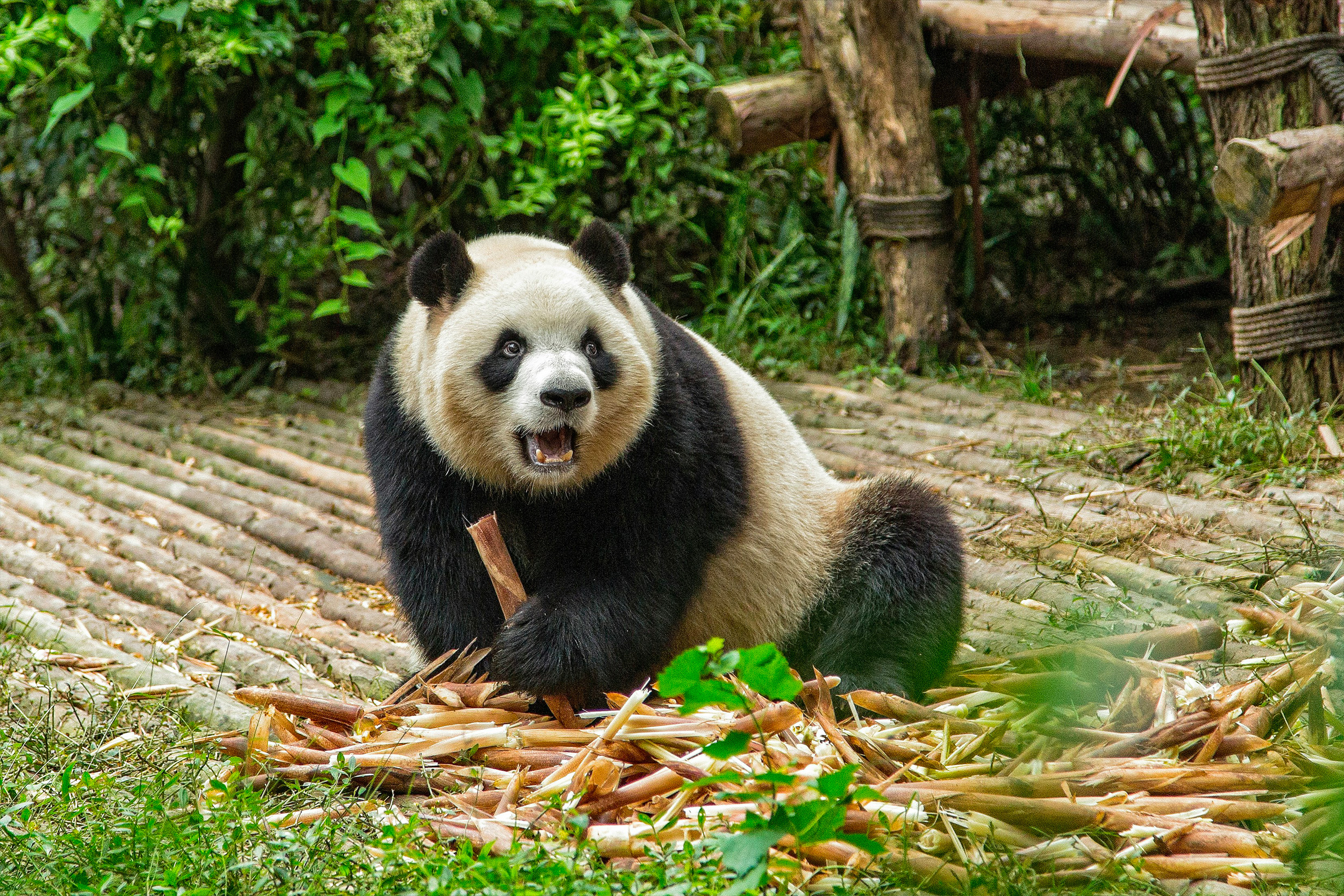 Quatrième plus beau zoo du monde selon Tripadvisor, le succès du Zoo Parc de Beauval ne cesse de croître dans ce classement grâce à son engagement envers la conservation et la préservation de la biodiversité.