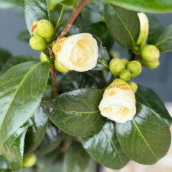 Les chambres d'hôtes Au détour des Châteaux  vous accueil dans un écrin naturel.