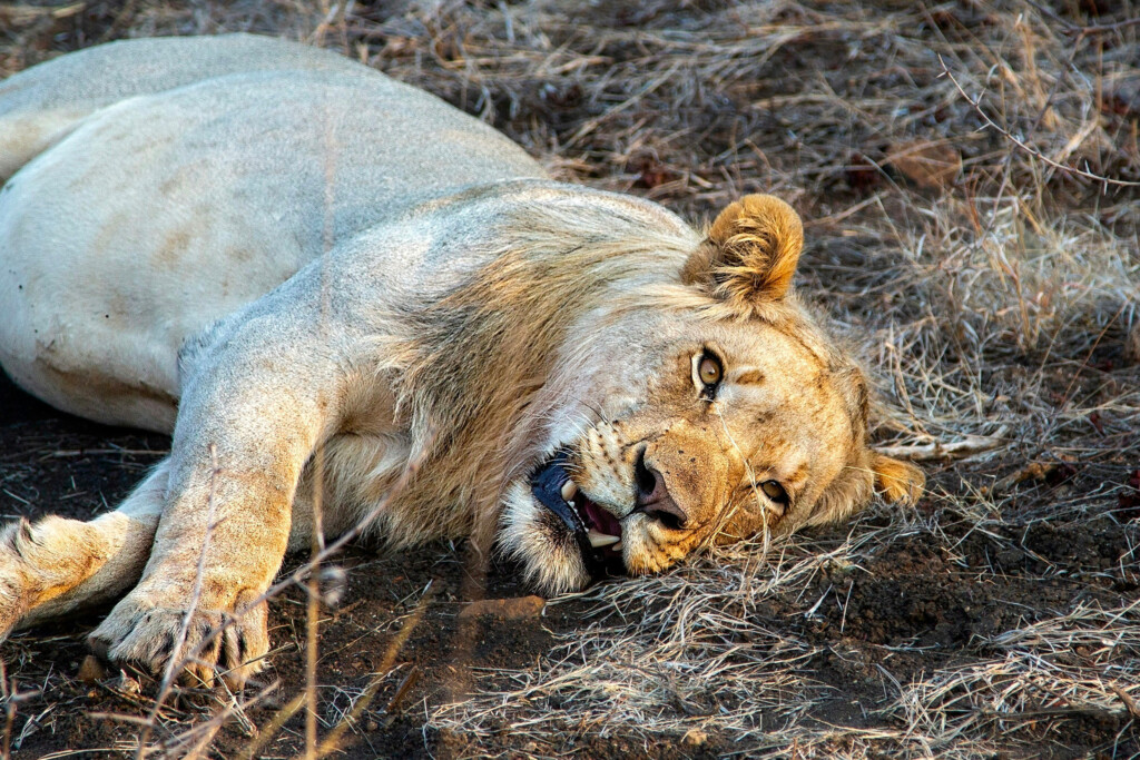 Quatrième plus beau zoo du monde selon Tripadvisor, le succès du Zoo Parc de Beauval ne cesse de croître dans ce classement grâce à son engagement envers la conservation et la préservation de la biodiversité.