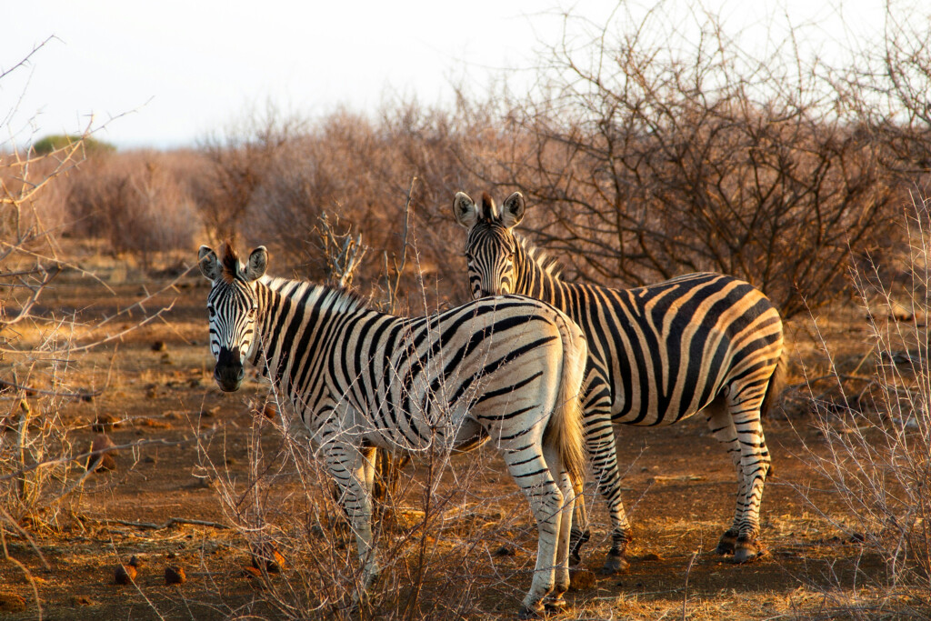 Quatrième plus beau zoo du monde selon Tripadvisor, le succès du Zoo Parc de Beauval ne cesse de croître dans ce classement grâce à son engagement envers la conservation et la préservation de la biodiversité.