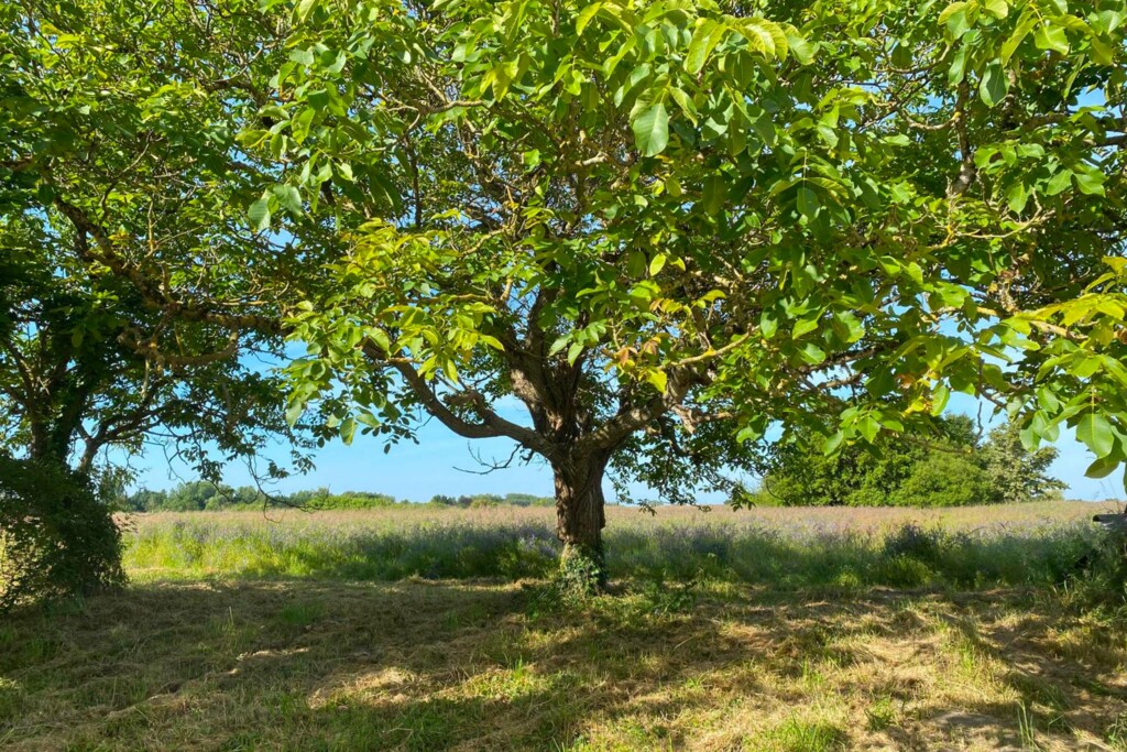 Les chambres d'hôtes Au détour des Châteaux vous accueillent dans un cadre idyllique