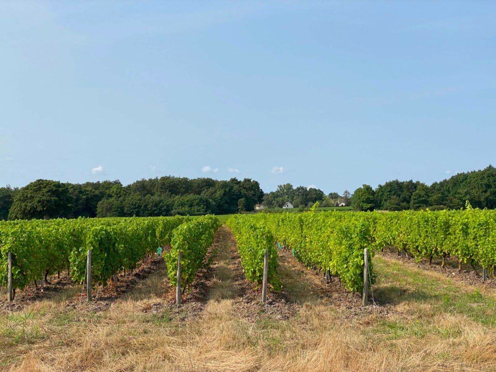 Les chambres d'hôtes Au détour des Châteaux vous offrent une vue imparable sur la nature...