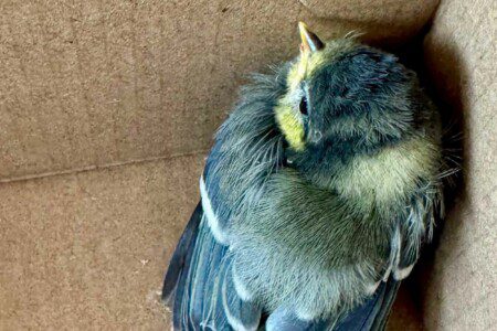 Le centre de soin du Zoo de Beauval est le plus grand centre de la région.