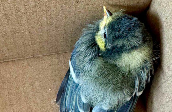 Le centre de soin du Zoo de Beauval est le plus grand centre de la région.